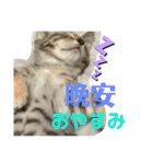 日本語と台湾語の子猫の日常スタンプ（個別スタンプ：3）