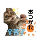 日本語と台湾語の子猫の日常スタンプ（個別スタンプ：4）