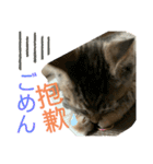 日本語と台湾語の子猫の日常スタンプ（個別スタンプ：16）