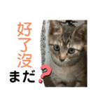 日本語と台湾語の子猫の日常スタンプ（個別スタンプ：17）