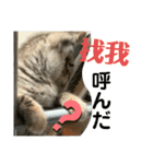 日本語と台湾語の子猫の日常スタンプ（個別スタンプ：18）