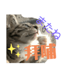 日本語と台湾語の子猫の日常スタンプ（個別スタンプ：19）