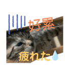 日本語と台湾語の子猫の日常スタンプ（個別スタンプ：20）