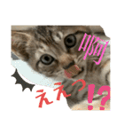 日本語と台湾語の子猫の日常スタンプ（個別スタンプ：21）