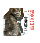 日本語と台湾語の子猫の日常スタンプ（個別スタンプ：22）