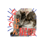 日本語と台湾語の子猫の日常スタンプ（個別スタンプ：27）