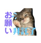 日本語と台湾語の子猫の日常スタンプ（個別スタンプ：28）