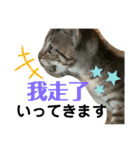 日本語と台湾語の子猫の日常スタンプ（個別スタンプ：31）