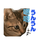 日本語と台湾語の子猫の日常スタンプ（個別スタンプ：32）