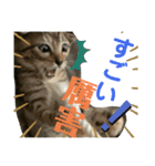 日本語と台湾語の子猫の日常スタンプ（個別スタンプ：33）