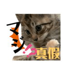 日本語と台湾語の子猫の日常スタンプ（個別スタンプ：34）