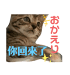 日本語と台湾語の子猫の日常スタンプ（個別スタンプ：35）