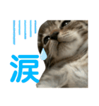 日本語と台湾語の子猫の日常スタンプ（個別スタンプ：36）