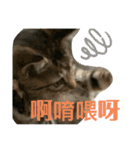 日本語と台湾語の子猫の日常スタンプ（個別スタンプ：37）