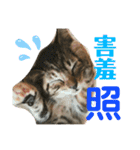 日本語と台湾語の子猫の日常スタンプ（個別スタンプ：38）