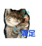 日本語と台湾語の子猫の日常スタンプ（個別スタンプ：39）