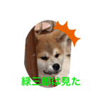 緑三郎636（個別スタンプ：7）