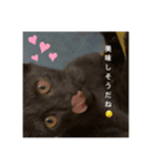 癖の強い我が猫。（個別スタンプ：2）