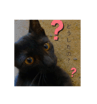 癖の強い我が猫。（個別スタンプ：3）