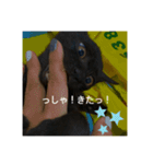 癖の強い我が猫。（個別スタンプ：4）