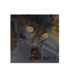 癖の強い我が猫。（個別スタンプ：5）