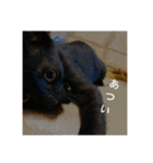 癖の強い我が猫。（個別スタンプ：7）