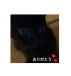 癖の強い我が猫。（個別スタンプ：8）