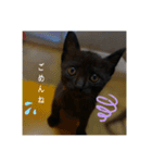 癖の強い我が猫。（個別スタンプ：9）