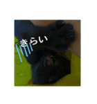 癖の強い我が猫。（個別スタンプ：10）