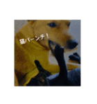 癖の強い我が猫。（個別スタンプ：12）