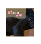 癖の強い我が猫。（個別スタンプ：13）