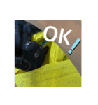 癖の強い我が猫。（個別スタンプ：14）