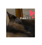 癖の強い我が猫。（個別スタンプ：15）