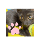 癖の強い我が猫。（個別スタンプ：16）
