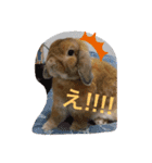 奈良家のまろちゃん（個別スタンプ：12）