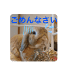 奈良家のまろちゃん（個別スタンプ：14）