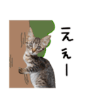 ネコ写真（れおくん①）（個別スタンプ：15）