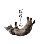 ネコ写真（れおくん①）（個別スタンプ：35）