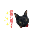 黒猫ひじきの日常PART2（個別スタンプ：4）