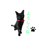 黒猫ひじきの日常PART2（個別スタンプ：6）