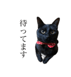 黒猫ひじきの日常PART2（個別スタンプ：9）