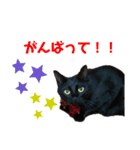 黒猫ひじきの日常PART2（個別スタンプ：12）