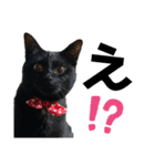 黒猫ひじきの日常PART2（個別スタンプ：16）