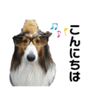 看板犬コタロー（個別スタンプ：2）