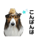 看板犬コタロー（個別スタンプ：3）