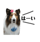看板犬コタロー（個別スタンプ：11）