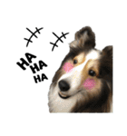 看板犬コタロー（個別スタンプ：13）