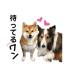 看板犬コタロー（個別スタンプ：19）