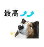 看板犬コタロー（個別スタンプ：23）