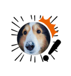 看板犬コタロー（個別スタンプ：24）